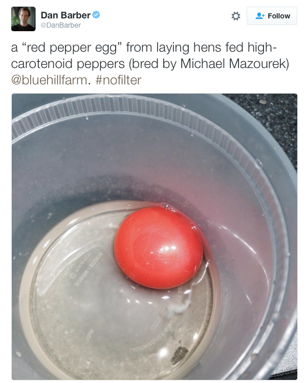 Dan_Barber_on_Twitter___a_“red_pepper_egg”_from_laying_hens_fed_high-carotenoid_peppers__bred_by_Michael_Mazourek___bluehillfarm___nofilter_http___t_co_qMaLjLKPBK_.png